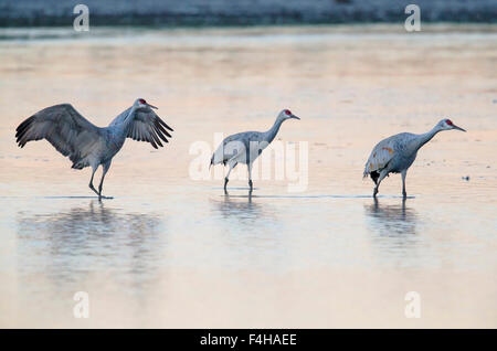 Sandhill Cranes Monte Vista Co