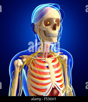 Illustration Of Human Skeleton With Nervous And Digestive System