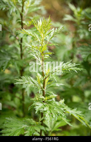 ragweed common ambrosia artemisiifolia alamy ambroisie flowers berlin germany feuilles