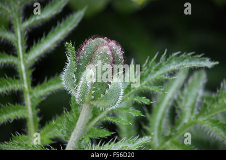 top 28 bud scientific name philotheca myoporoides buds of great burdock stock photo image top 28 bud scientific name philotheca myoporoides buds of great burdock stock photo image