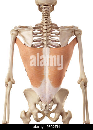 Illustration Of The Latissimus Dorsi Muscle Stock Photo Alamy