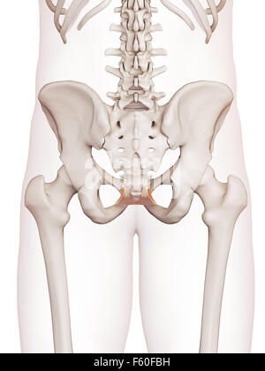 Medically Accurate Muscle Illustration Of The Levator Scapularis Stock