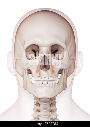 Medically Accurate Muscle Illustration Of The Levator Scapularis Stock