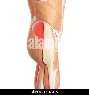 Medically Accurate Illustration Of The Gluteus Medius Stock Photo Alamy