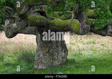 Solitary Old English Oak Pedunculate Oak French Oak Tree Quercus