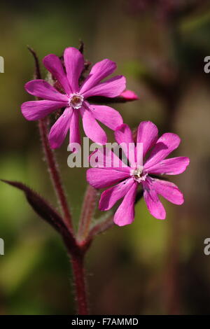 Red Campion Silene Diocia Close Up Of Flowers Stock Photo Alamy