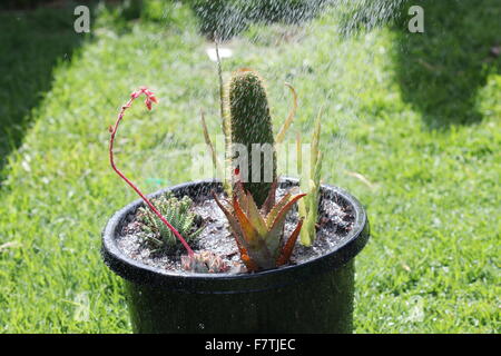 Various - Black'Pot Vakans' 97 Various - Black'Pot Vakans' 97