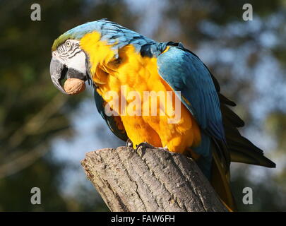 Blue Yellow Macaw Diet In Captivity