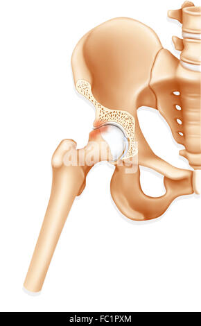 Anatomy Of The Coxal Bones Illustration Stock Photo Alamy