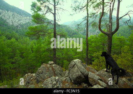 assistant-dog-among-the-mountain-landscape-fc3n15.jpg
