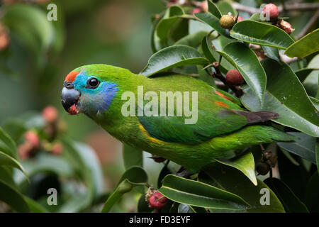 Double Eyed Fig Parrot Diets