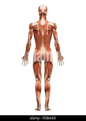 anatomy of male muscular system, back view stock photo, royalty anatomy of male muscular system, back view stock photo, royalty, Muscles