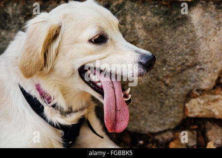 golden retriever tongue sticking out golden retriever sticking out tongue panting stock photo royalty free image 1190779 golden retriever tongue sticking out golden retriever sticking out tongue panting stock photo royalty free image 1190779