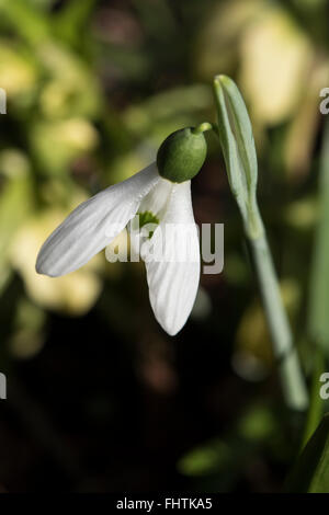 Galanthus Caucasicus Snowdrop White Flowers And Green Leaves Close