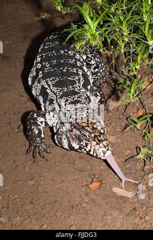 Black And White Tegu Tupinambis Merianae A Large Lizard Found In