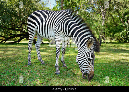 Zebras casino