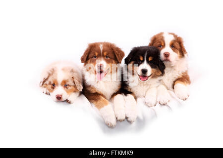 australian shepherd 6 weeks old picture of four australian shepherd dogs playing on a meadow stock australian shepherd 6 weeks old picture of four australian shepherd dogs playing on a meadow stock