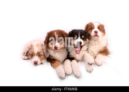 australian shepherd 6 weeks old picture of four australian shepherd dogs playing on a meadow stock australian shepherd 6 weeks old picture of four australian shepherd dogs playing on a meadow stock