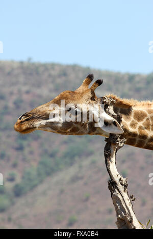 giraffe-scratching-its-neck-on-dead-tree-fxa0b4.jpg
