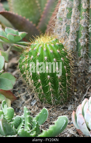 Trichocereus Spachianus (Echinopsis Spachiana), Cactus Stock Photo ...