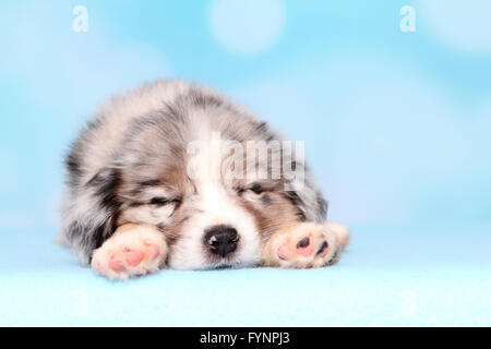 6 week old mini australian shepherd miniature american shepherd also miniature australian shepherd 6 week old mini australian shepherd miniature american shepherd also miniature australian shepherd
