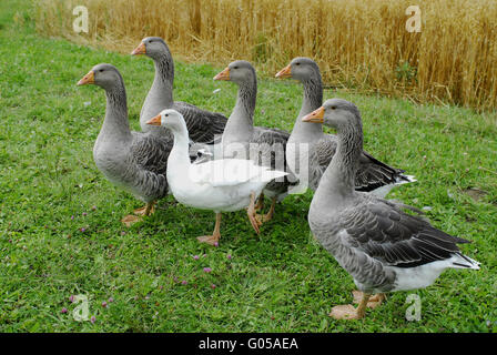 pomeranian goose pommerngaense ruegener gans stock photo royalty free image 88219412 alamy pomeranian goose pommerngaense ruegener gans stock photo royalty free image 88219412 alamy
