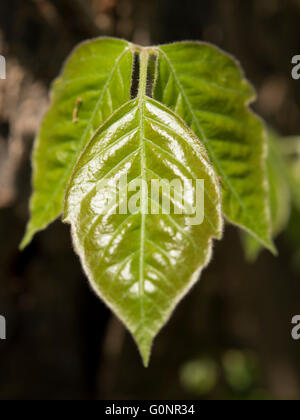 up macro poison rash blisters on human skin stock photo royalty free image 124345749 up macro poison rash blisters on human skin stock photo royalty free image 124345749 up macro poison rash blisters on human skin stock photo royalty free image 124345749 up macro poison rash blisters on human skin stock photo royalty free image 124345749