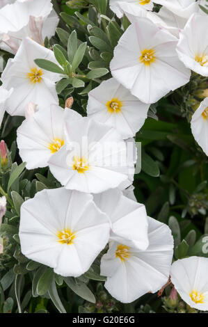 Convolvulus Cneorum White Flower Flowers Ornamental Bindweed Silver