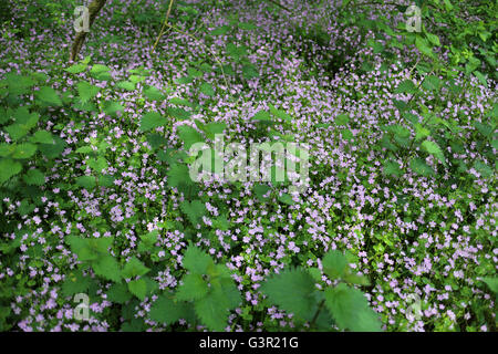 Siberian Spring Beauty Siberian Miner's Lettuce Candy Flower 