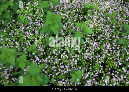 Siberian Spring Beauty Siberian Miner's Lettuce Candy Flower 
