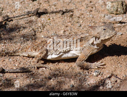 Desert Horned Lizard Or Horny Toad Phrynosoma Platyrhinos, Usa Stock 