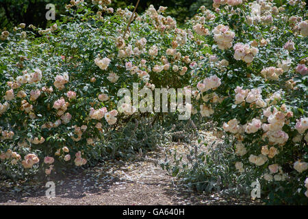White Garden Rose Bush white rose bush in bloom at natural outdoor garden, sofia White Garden Rose Bush white rose bush in bloom at natural outdoor garden, sofia