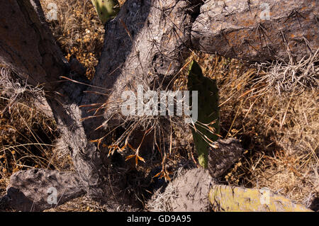 moss tillandsia recurvata ball epiphyte grows shade which alamy prickly pear bromeliad growing over texas