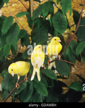 Yellow Canary Serinus Canaria On Its Perch In Front Of A White