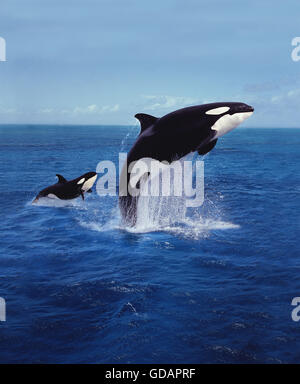 Killer Whale Orcinus Orca Mother With Calf Stock Photo Alamy