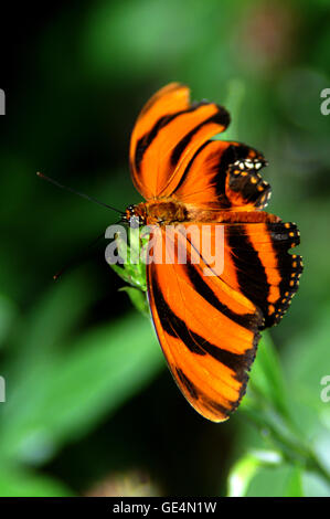 Banded Orange Butterfly Dryadula Phaetusa On Plant Leaf Photographed In