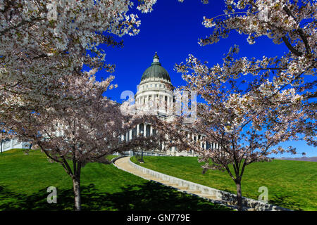 cherry tree utah state capitol with cherry trees in bloom state capitol state park stock photo royalty free cherry tree utah state capitol with cherry trees in bloom state capitol state park stock photo royalty free