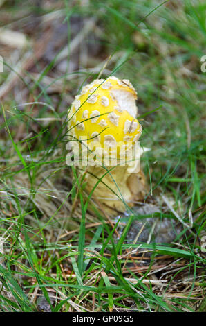 Fly Agaric Amanita Muscaria Var Muscaria From Above Germany North