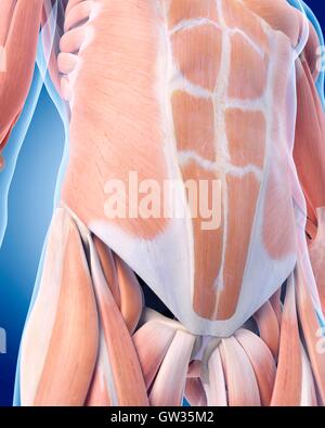 Anatomy Of Human Abdominal Muscles Stock Photo Alamy