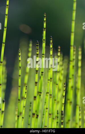 TeichSchachtelhalm; Schachtelhalm; Equisetum fluviatile Stockfoto