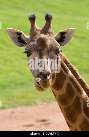 Giraffe S Head Stock Photo Alamy