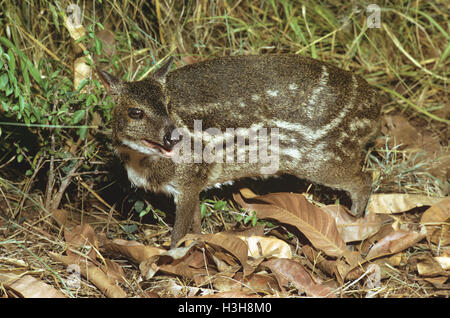 Indian spotted chevrotain (Moschiola indica Stock Photo, Royalty Free