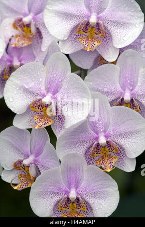 White Orchid Orchis Phalaenopsis Stock Photo Alamy