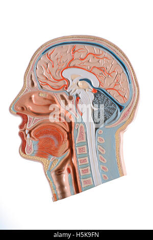 Cross section model of a human head Stock Photo, Royalty Free Image