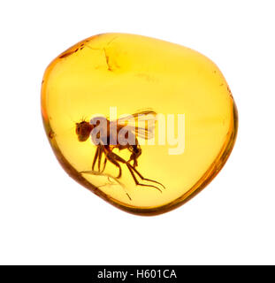 Insect Trapped In Amber Winged Termite East Prussia Stock Photo Alamy