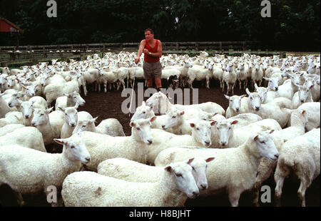{Herde
86} Schaffarm in Neuseeland. Key: New Zealand, Schafzucht, Schaf-Farm ... | {Herde
86}