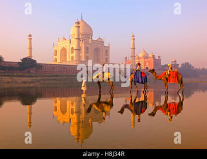 CAMELS IN YAMUNA RIVER TAJ MAHAL AGRA INDIA Stock Photo Alamy