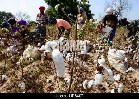 BURKINA FASO Koumbia Women Harvest Cotton By Hand At Farm Of BOGNINI