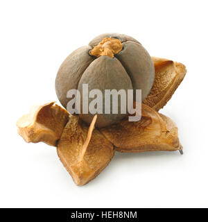 camellia-seeds-on-a-white-background-heh8nm.jpg