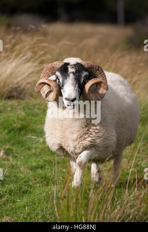 Speed dating in wales sheep